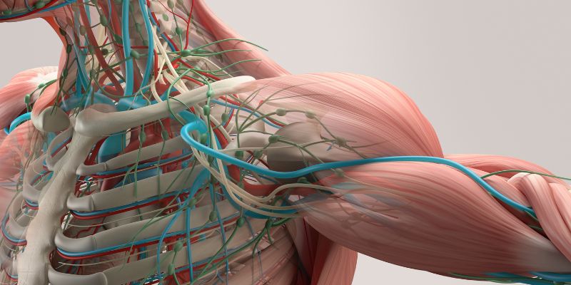 Body Tissues